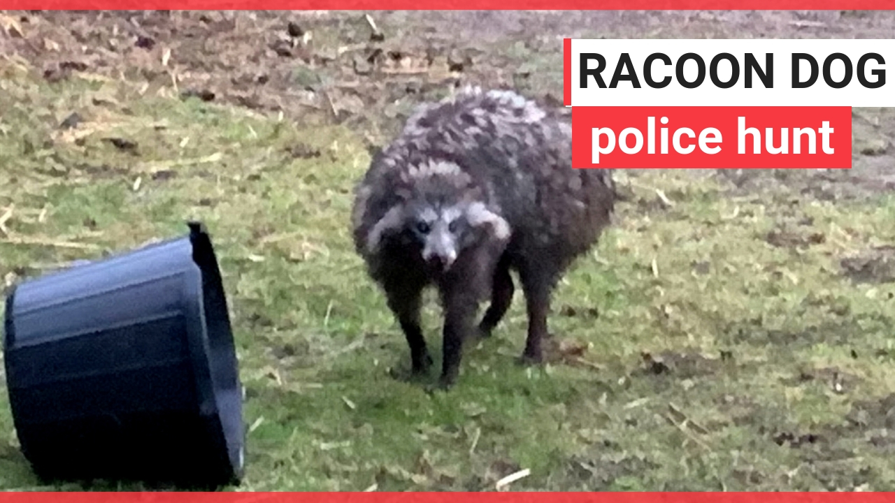 Police hunt racoons after one terrorised village