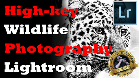 How To Create High-Key Wildlife Photography using Lightroom Classic