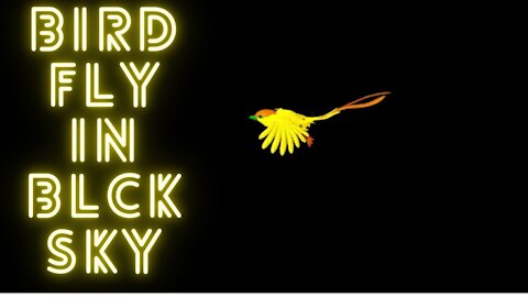 bird fly in black sky