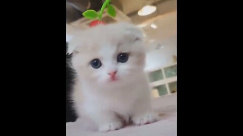 Ethiopian Funny Funniest Animals Best Of The 2021 Animal Videos #4