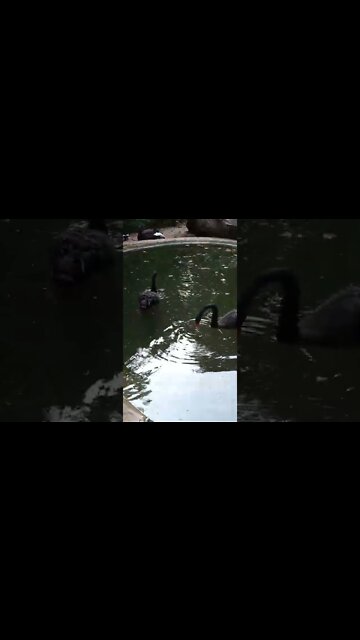 Black swans hunting for food 🙃