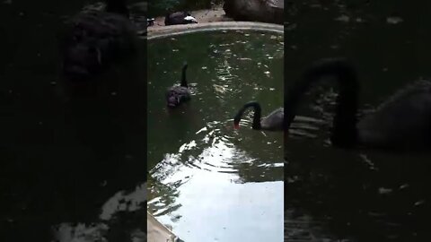 Black swans hunting for food 🙃