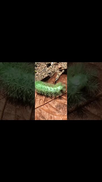 Amazon Butterflies and Caterpillars pt 7 #shorts #butterfly #caterpillar