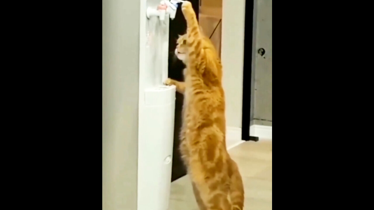 Scary! cat did something unbelievable