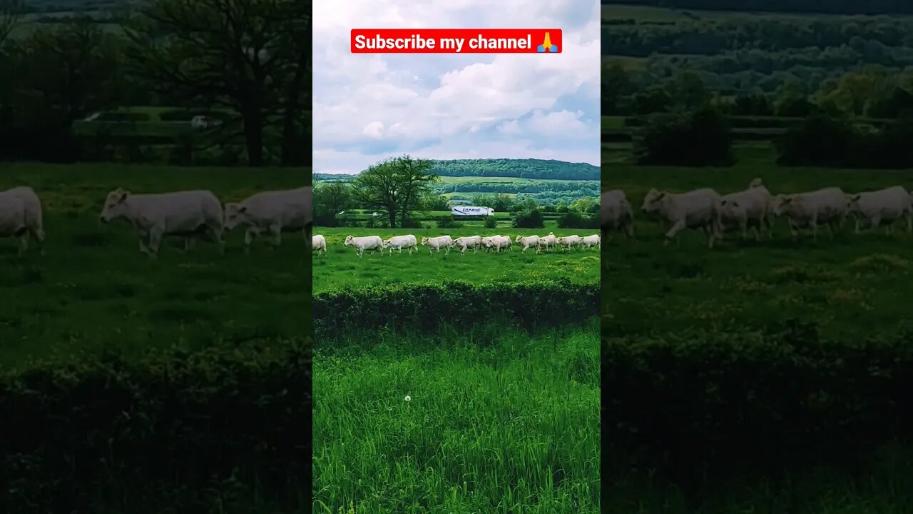 A group of cows are playing in the field