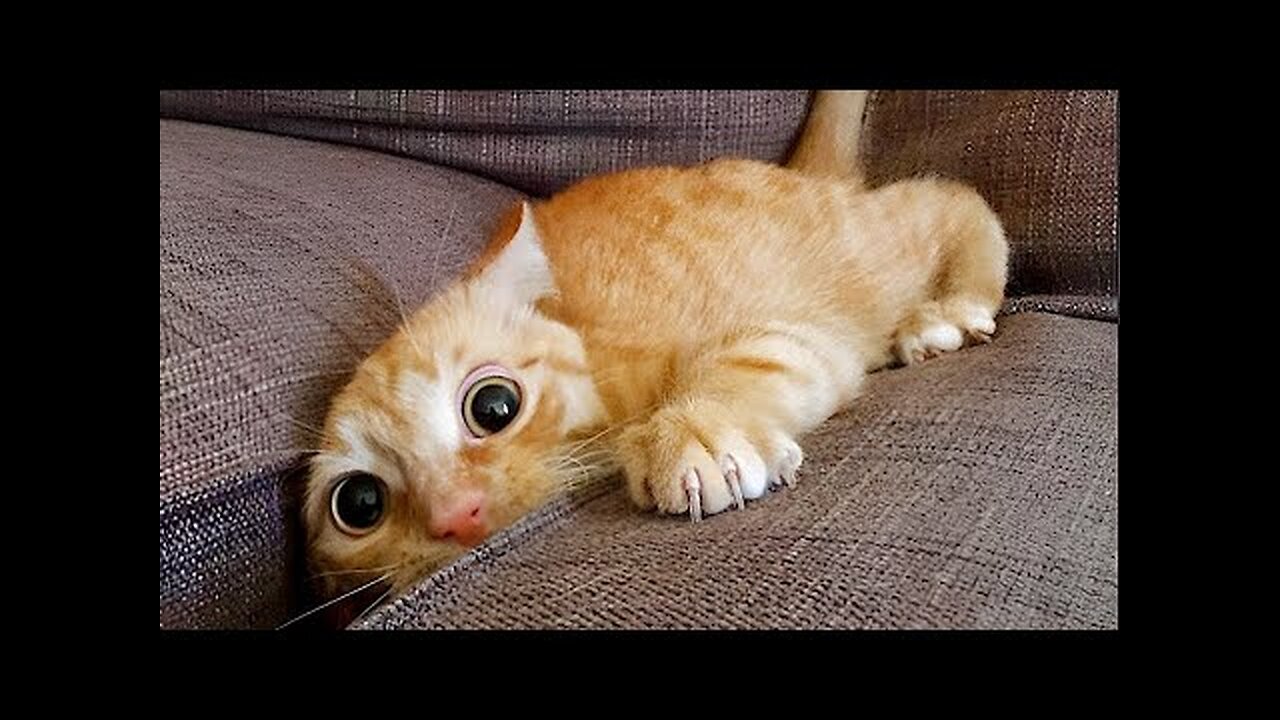 The funniest animals / Fun with cats and dogs 2023