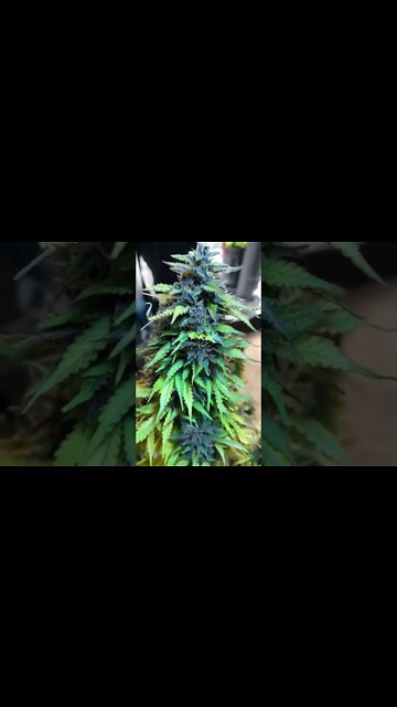 All I want For Christmas Is…