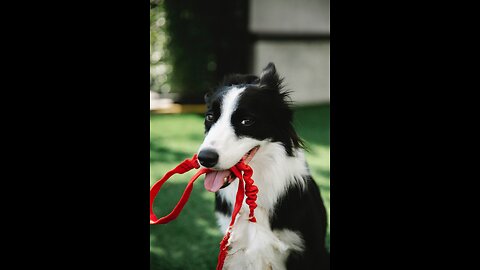 # beautiful dogs video