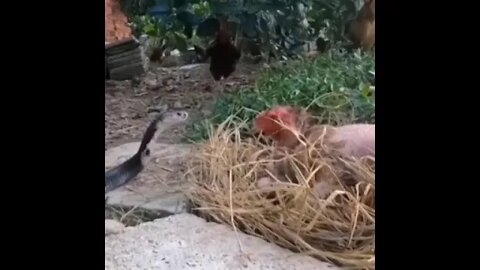 Chicken Defends Eggs From Cobra