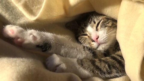 Kitten Rudolph Sleeps with Streched Paws