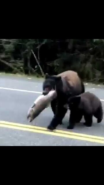 Mama Bear crosses a road Carrying fish by her mouth With Her Cub