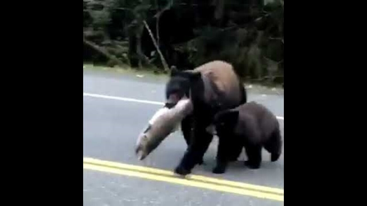 Mama Bear crosses a road Carrying fish by her mouth With Her Cub