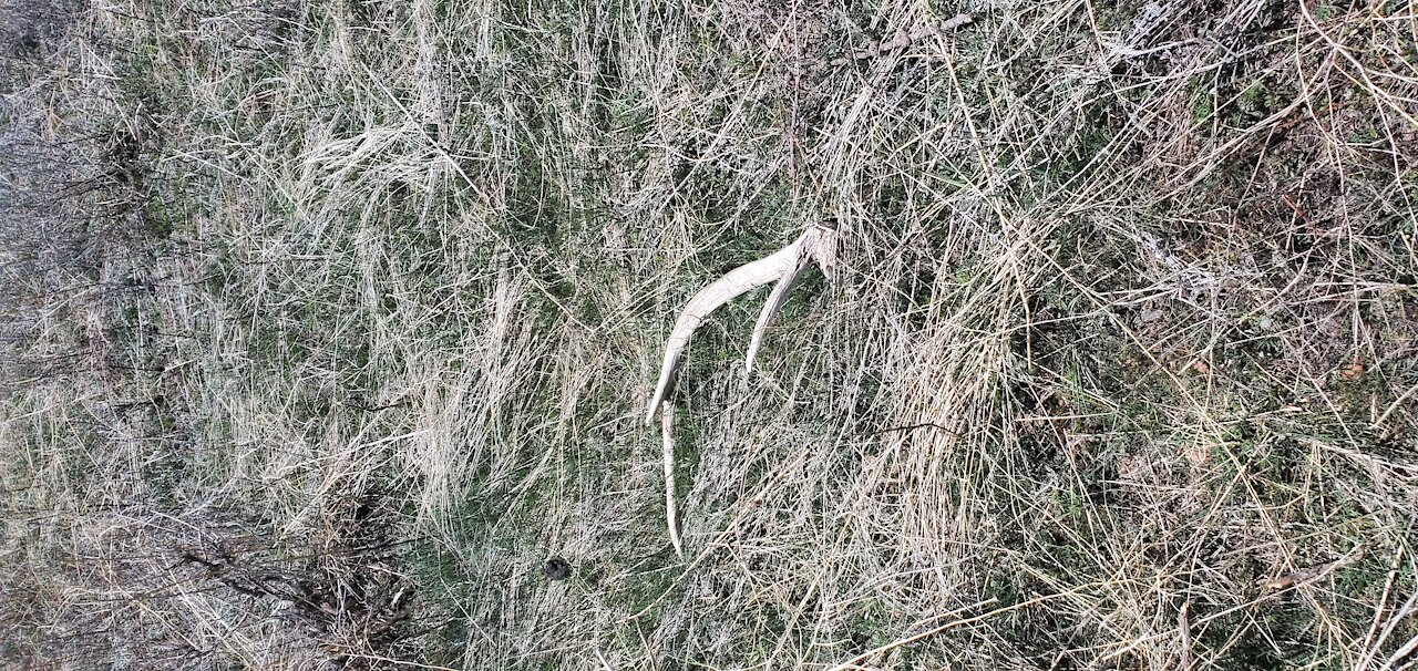 SHED HUNTING ( FINDING FIRST EVER ELK SHED)