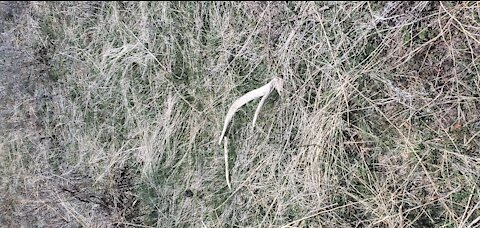 SHED HUNTING ( FINDING FIRST EVER ELK SHED)