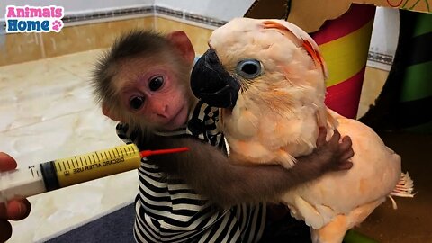 baby monkey animal bi bi | Smart BiBi helps dad feed baby parrots