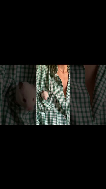 #Shorts #Small #Mammal #Mouse #Peace #Love #Care