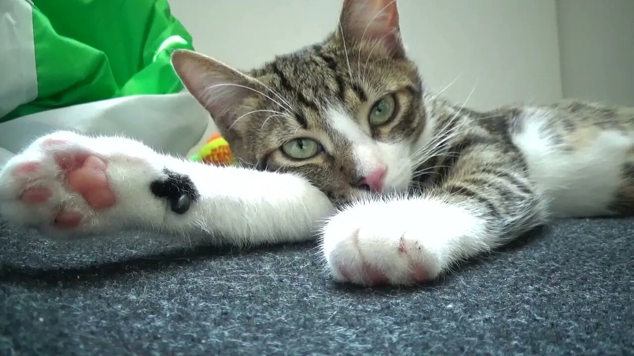 The Deep Sigh of a Little Cat
