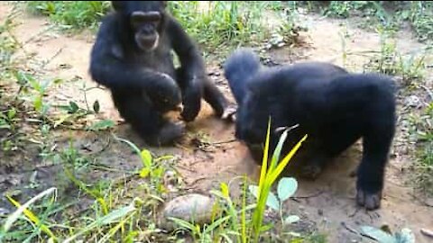 Chimpanzés observam tartaruga pela primeira vez!