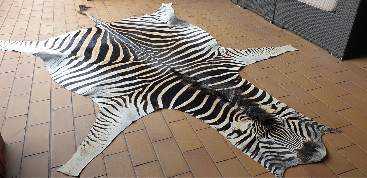 Unfelted Zebra Rug