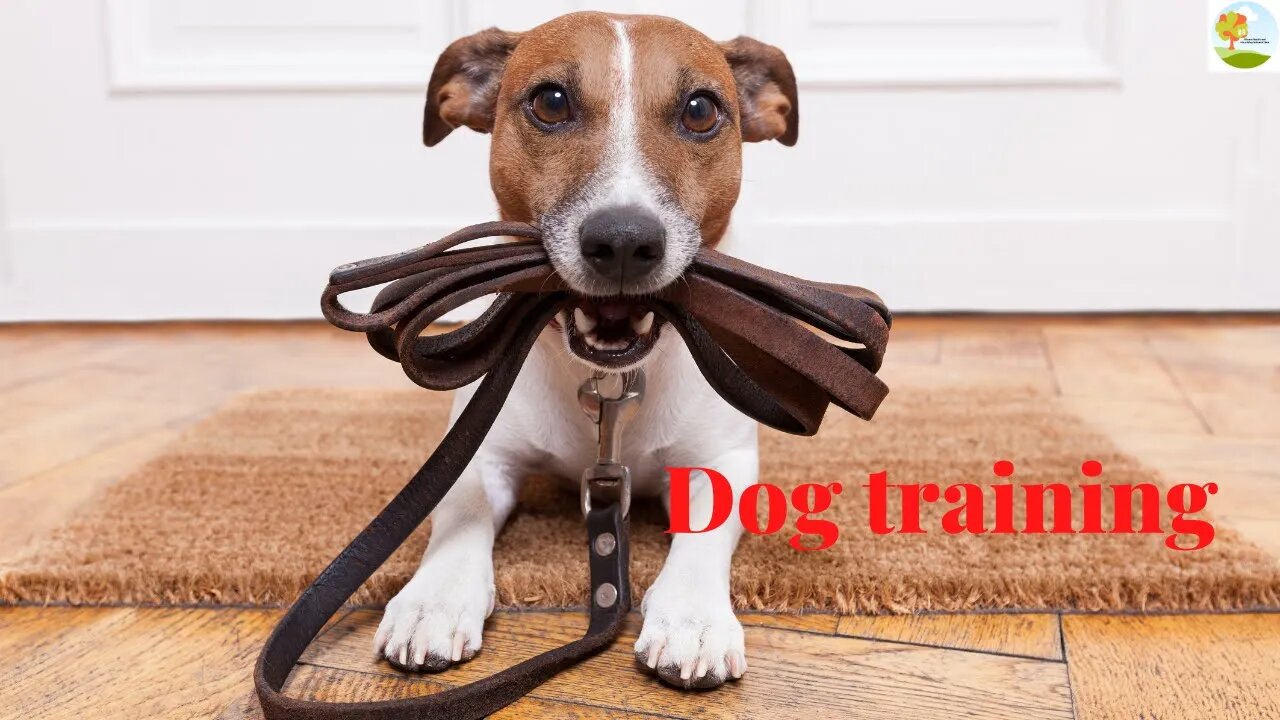 How to choose a collar for your dog [is e collar training effective]