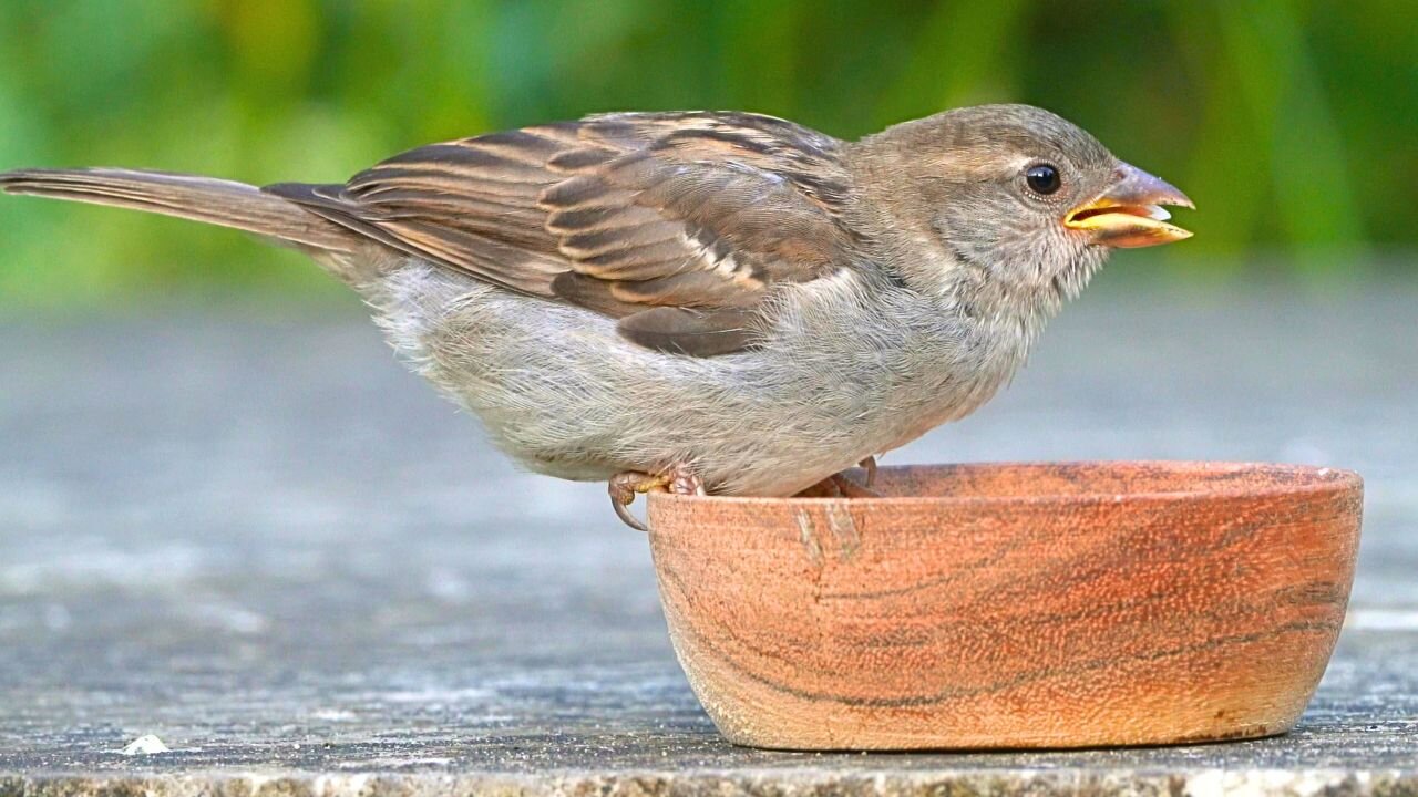 New Location for the House Sparrow Feeding Bowl, with New Flock of Sparrows [4K]