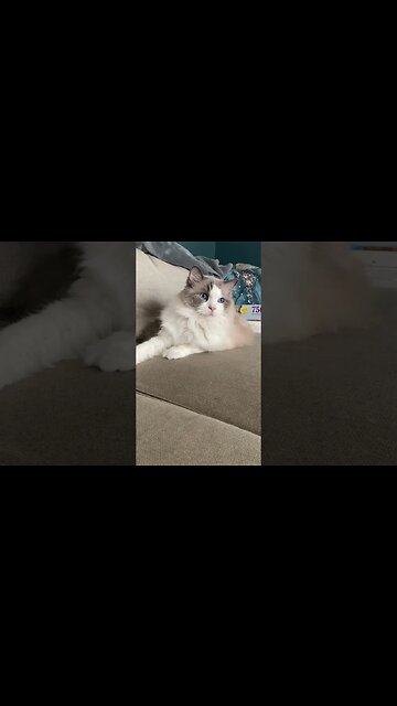 Elusive and her blue eyes #cat #ragdolls #blueeyes