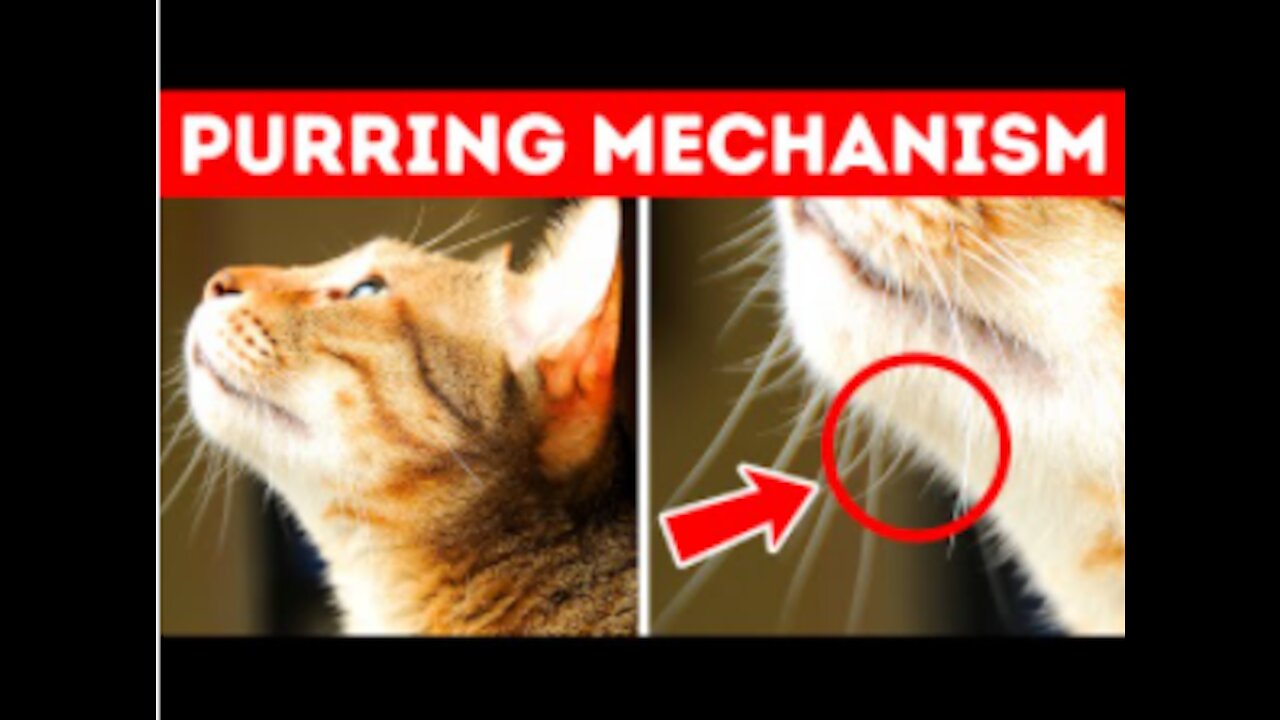 40 Awesome Cat Facts to Understand Them Better!!