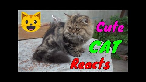 How Cat React When Seeing Stranger 1st Time - Running or Being Friendly 15? See
