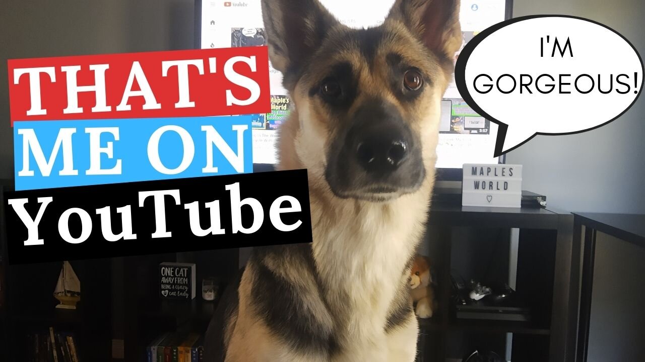 Dog Watches Herself On YouTube | Dog Thinks She's Famous