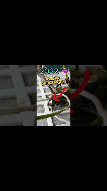 😃 My CHEAP💪🏼 DIY Inorganic Orchid Mounts Orchid Revival SUCCESS #ninjaorchids #mount #shorts #tricks