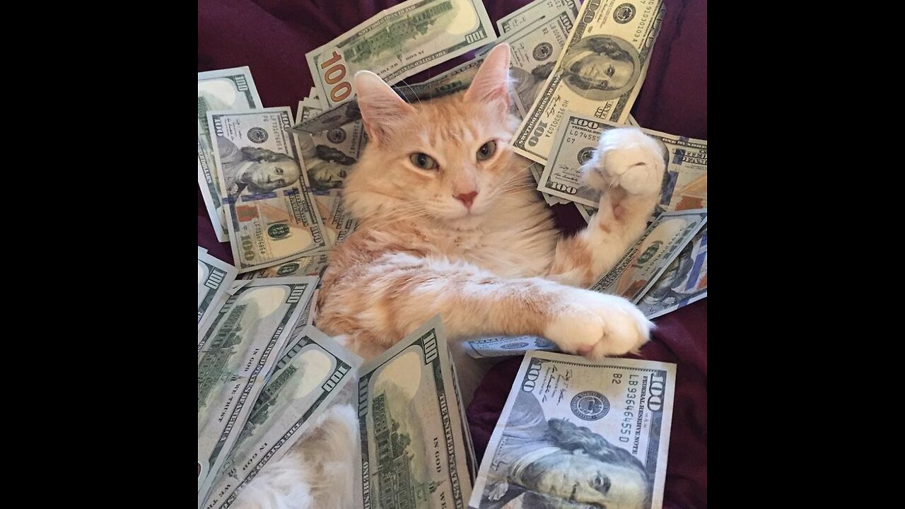 My cute cat loves money good night