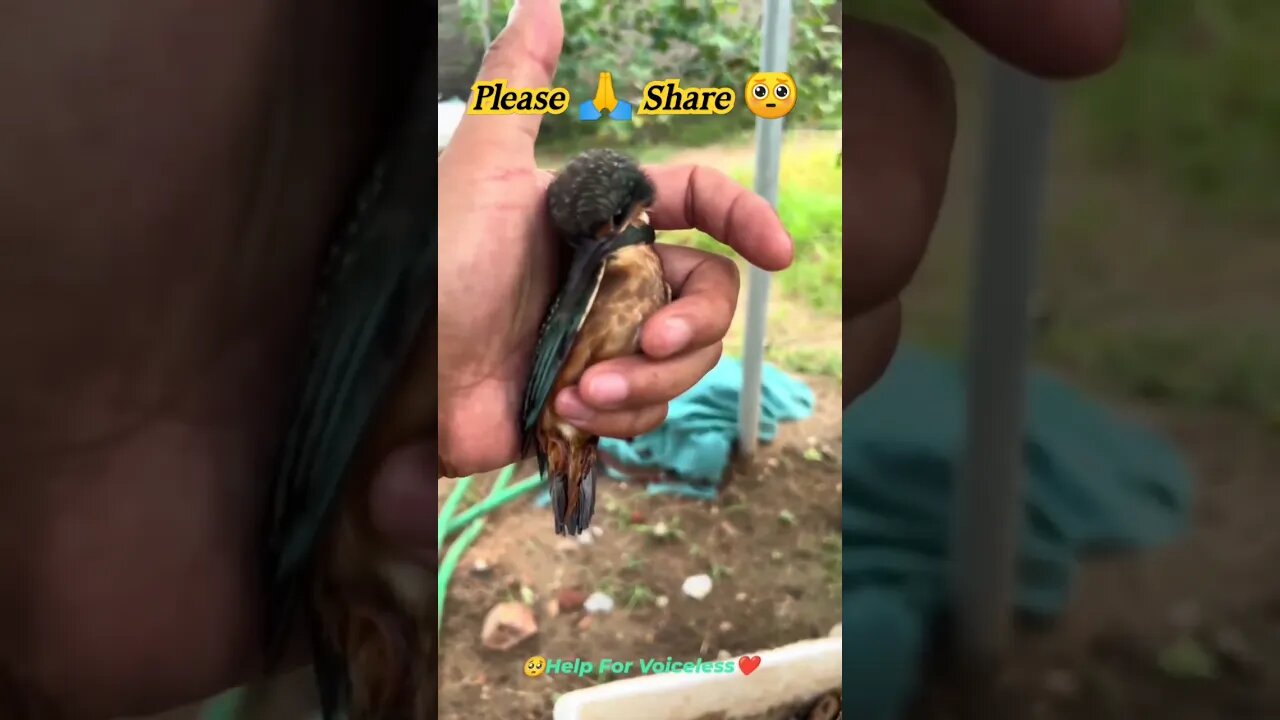 चिड़िया की मदद।😀 #viral#viralshort#viralshortvideo #shortsyoutube #shortfeed #trending