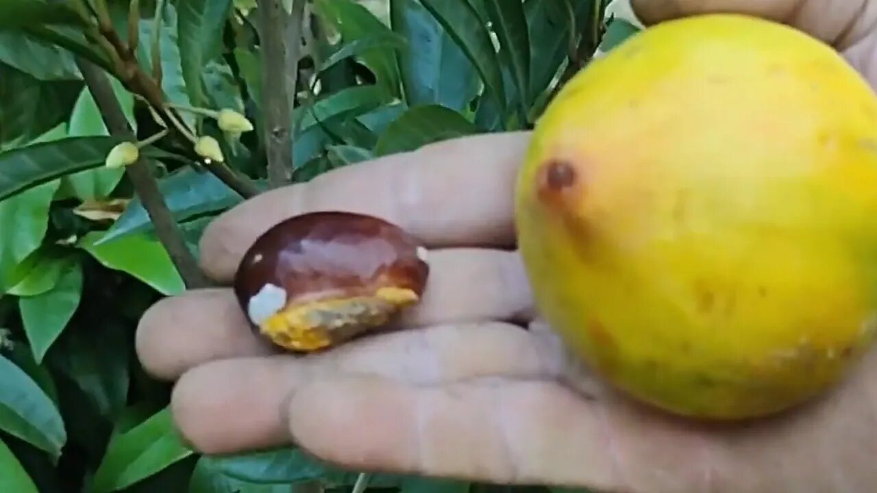 como fazer muda de canistel podendo nascer até 2 mudas por semente