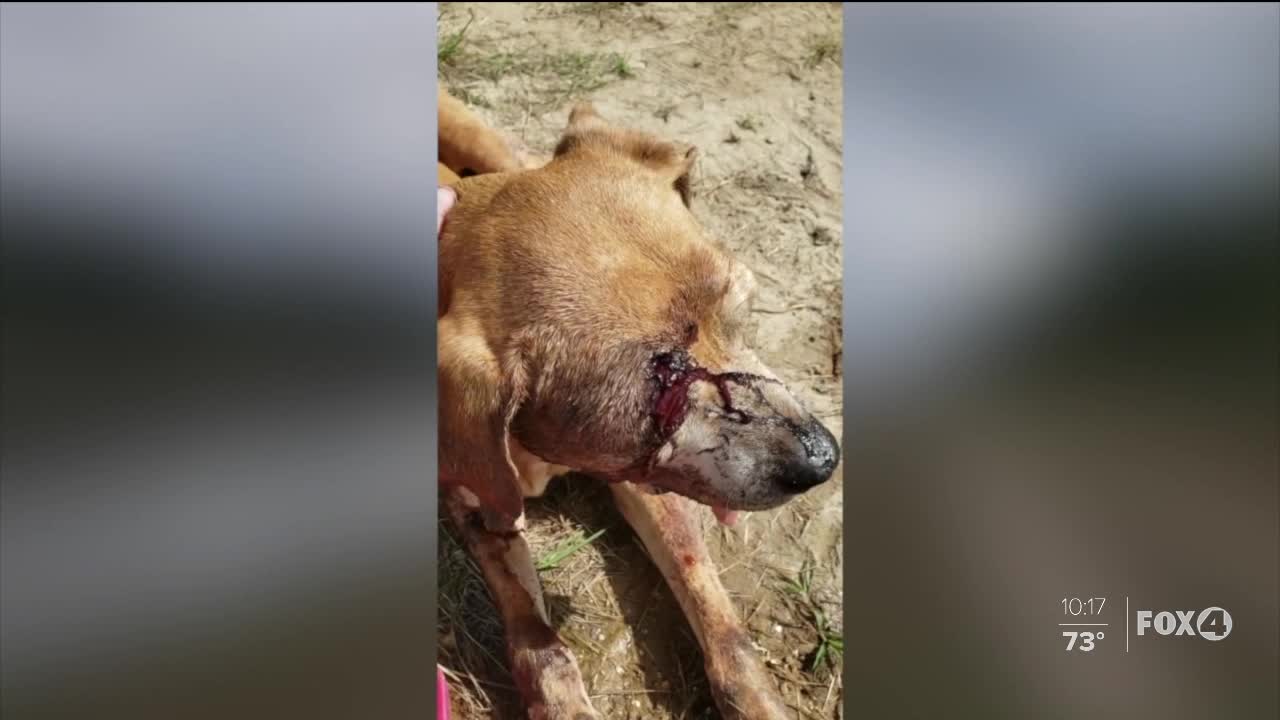 Dog found shot in the head near canal in Lehigh Acres