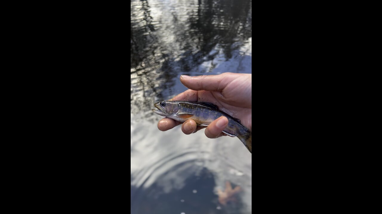 Tiny Brook trout