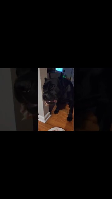 Cane Corso Puppy CRUNCH Through Bone #shorts #viral #pets