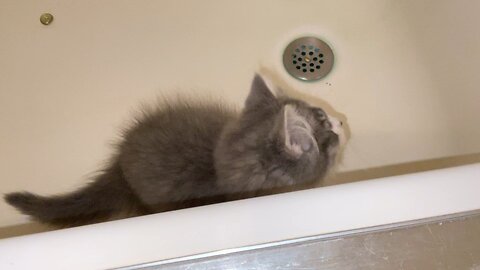 Donny Kitty Plays In Tub