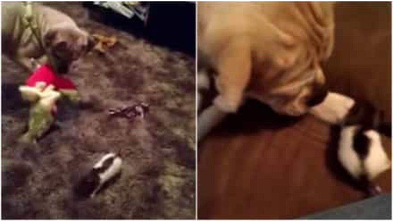 ベストフレンドな超かわいいイヌとネズミ