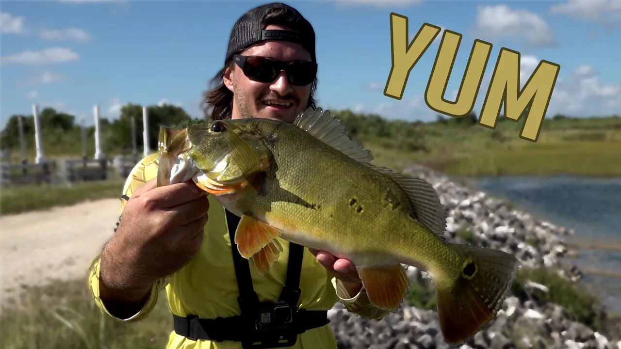 Peacock Bass catch and cook (my range rover wont start...)