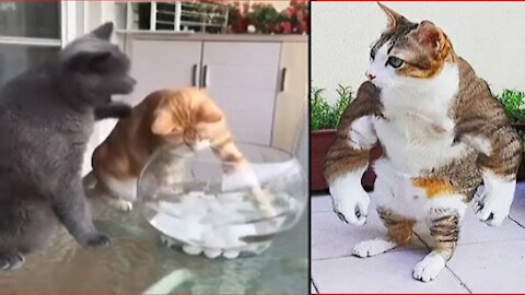 Cat adopts fish and won't let anyone catch it