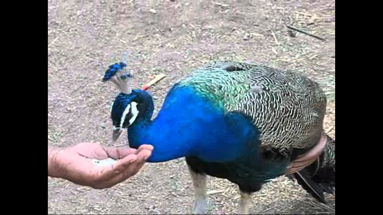 Video- Most Amazing and Beautiful Peacock