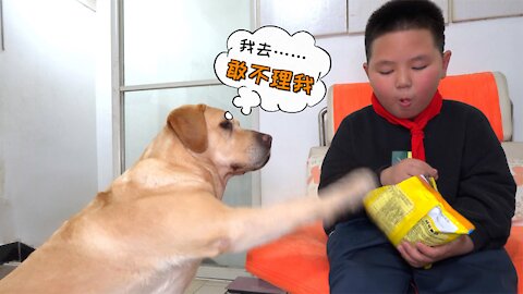 When the dog sees the child eating snacks, his saliva will flow out.