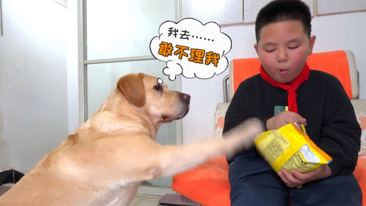 When the dog sees the child eating snacks, his saliva will flow out.