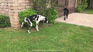 Great Dane Puppy Has A Big Boy Pee