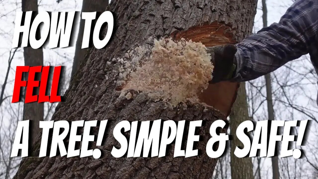 How to Fell a Tree for BEGINNERS, Easiest and SAFEST Technique