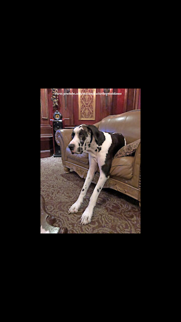 Sleepy Great Dane Falls Asleep Sitting Upright Like The Peoples Do