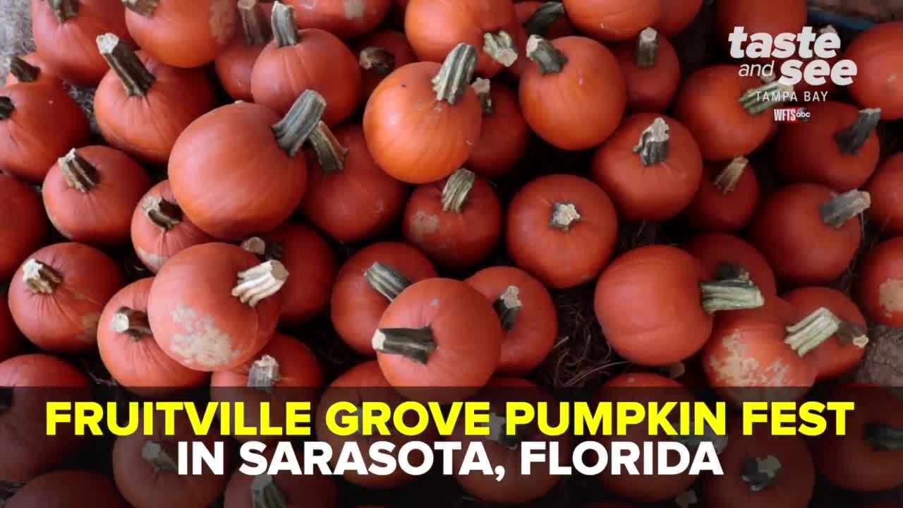 Enjoy your favorite fall activities at the Fruitville Grove Pumpkin Festival | Taste and See Tampa Bay