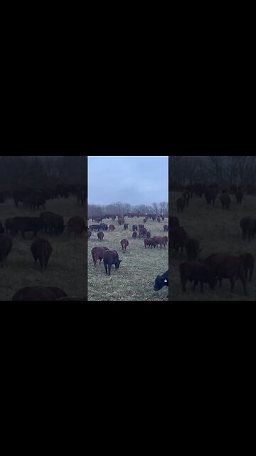 Greg Judy mob grazing in the moonlight