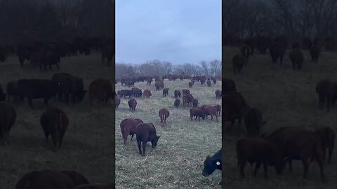 Greg Judy mob grazing in the moonlight