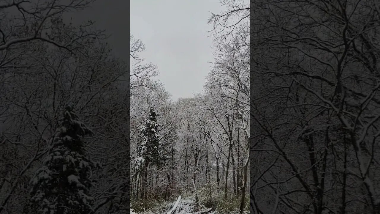 Winter Wonderland #Christmas #snow #winter #holiday #shorts #satisfying #missouri #Santa